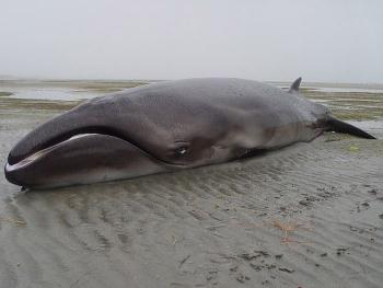 карликовый кит — Caperea marginata