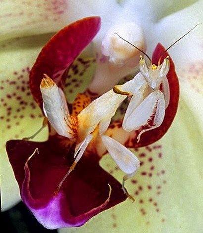 Hymenopus coronatus  Орхидейный богомол