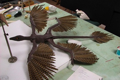 анатомия птиц