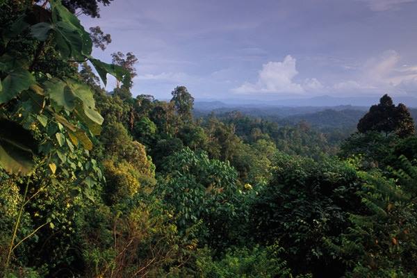 тропический лес