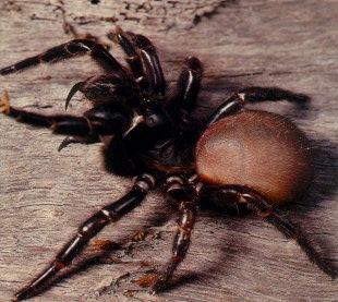 северный лейкопаутинный паук (Northern or tree-dwelling funnel-web spider - Hadronyche formidabilis)