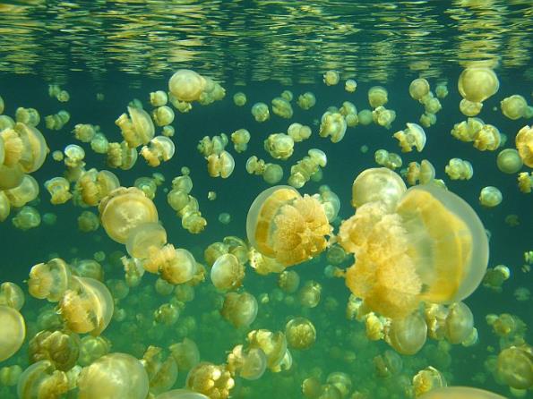   (Jellyfish Lake), 