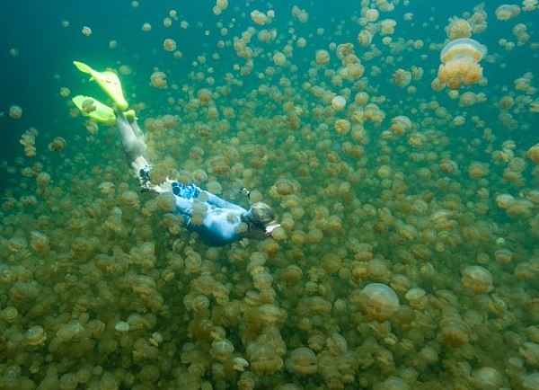   (Jellyfish Lake), 