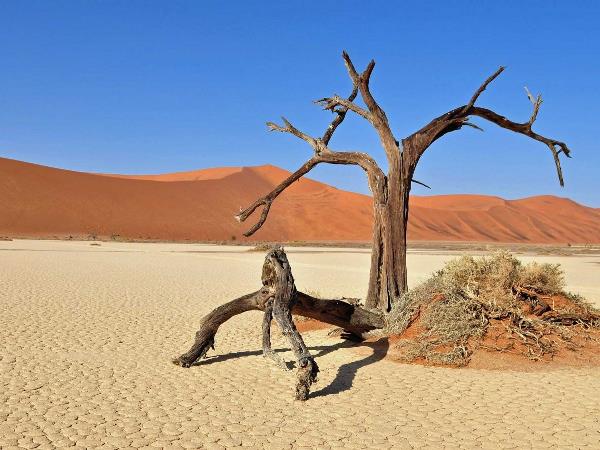 Мертвый лес пустыни Намиб